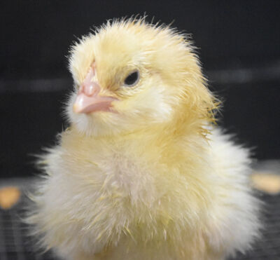 Faces of the fair: Animals—and the love of them—remain at the heart of the historic Indiana State Fair